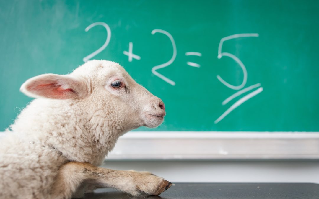 white sheep on white surface